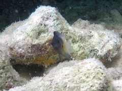 Bicolor Damselfish (1.5